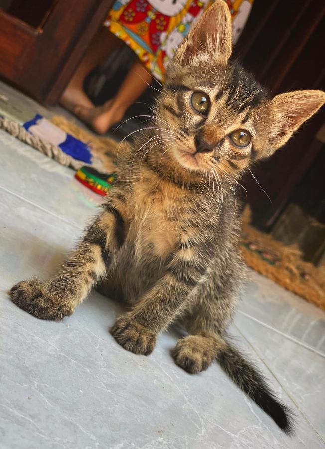 Jimador'S Homestay Gili Trawangan Kültér fotó